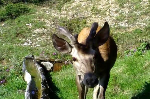 <p>Görüntülerden, yaban hayvanlarından bazılarının fotokapanı fark ettiği anlaşıldı. </p>