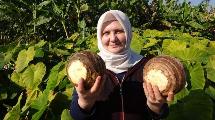 <p>Özellikle Kıbrıs taraflarında Kuzey Kıbrıs Türk Cumhuriyetinde tüketiliyor. Bölgemizde de bu ürün özellikle Erdemli ilçesinin iklim şartlarına uygun olması sebebiyle yaygınlaşma gösterebilecek bir potansiyel var" diye konuştu.</p>
<p> </p>
