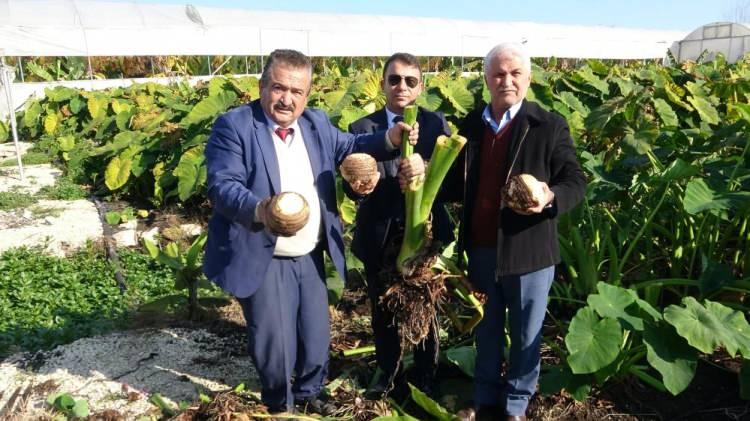 <p><strong>"DEKARDAN 100 BİN LİRA GELİR GETİRİYOR"</strong></p>
<p>Ziraat Yüksek Mühendisi Üretici Mevlüt Şen de, "Gölevez bitkisi sıcak iklim bitkisidir. Akdeniz bölgesinin sahil ovalarında yetiştirilebilir. Dekarda 5-7 ton arası verim alınmaktadır. Yaprakları devetabanı çiçeğine, kökleri patatese benzer. Mersin halinde şuan toptan 25 liradan gidiyor. Mersin'de 100 bin kişi bunu tüketiyor. </p>