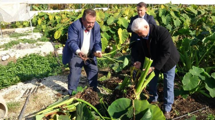 <p>Anamur, Bozyazı, Kıbrıs'ta tüketiliyor. Antalya'da da Alanya, Gazipaşa'da tüketiliyor. Dekardan 100 bin lira gelir getiriyor. Türkiye'de bin ton üretim var" dedi.</p>
<p> </p>