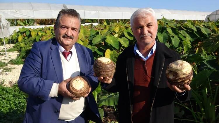 <p>Eşiyle birlikte gölevez olarak da bilinen kolakas üretimi yapan Özlem Şen, "Çok tercih edilen bir bitki, revaçta olan bir bitki. Çok su isteyen bir bitki, sadece suyla büyüyen bir bitki. Masrafsız, zahmetsiz. Bence çiftçinin yeni gözdesi olması gerek" diye konuştu.</p>