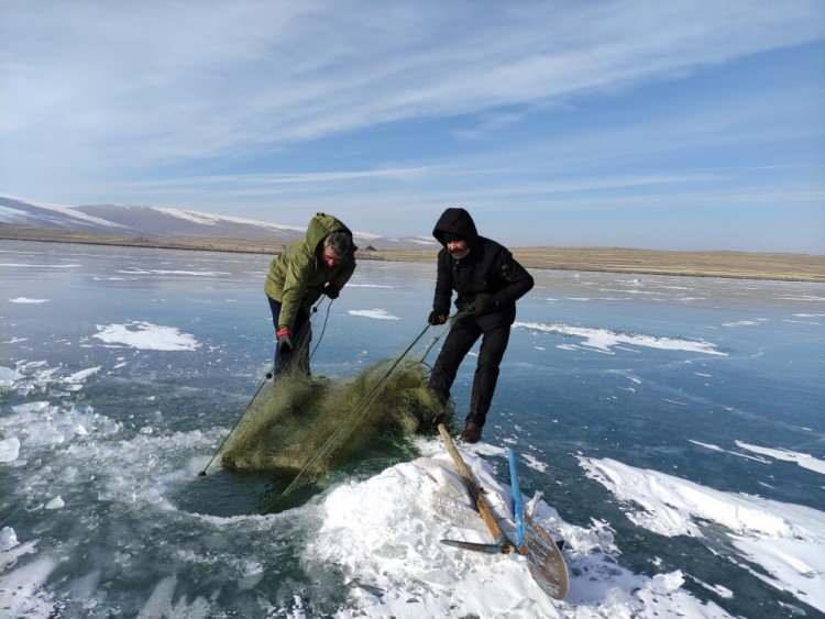 <p>42 metre derinliğinde olan Çıldır Gölü'nde 15 metre aralıklarla buzları delen balıkçılar, deldikleri yerlerden ip yardımıyla çektikleri ağları atarak balık avlıyor. </p>
