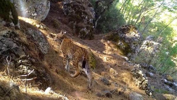 <p> Yaban hayatı varlığının kayıt altına alındığı fotokapan çalışmalarıyla türlerin yayılış alanları, popülasyon dinamikleri ve popülasyon yoğunlukları belirleniyor. </p>
