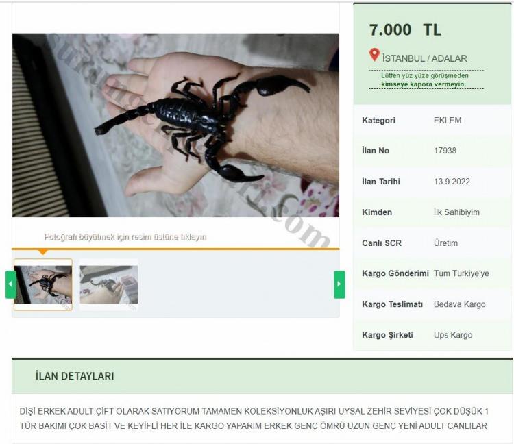 <p>Türkiye, Azerbaycan, İran, Irak, Suriye, Ürdün ile Suudi Arabistan'da yayılım gösteren ve dünyanın en zehirli canlıları arasında yer alan kara akrepler, yasak olmasına rağmen internet sitelerinden çifti 7 bin liraya kadar ulaşan fiyatla satışa çıkarılıyor.</p>