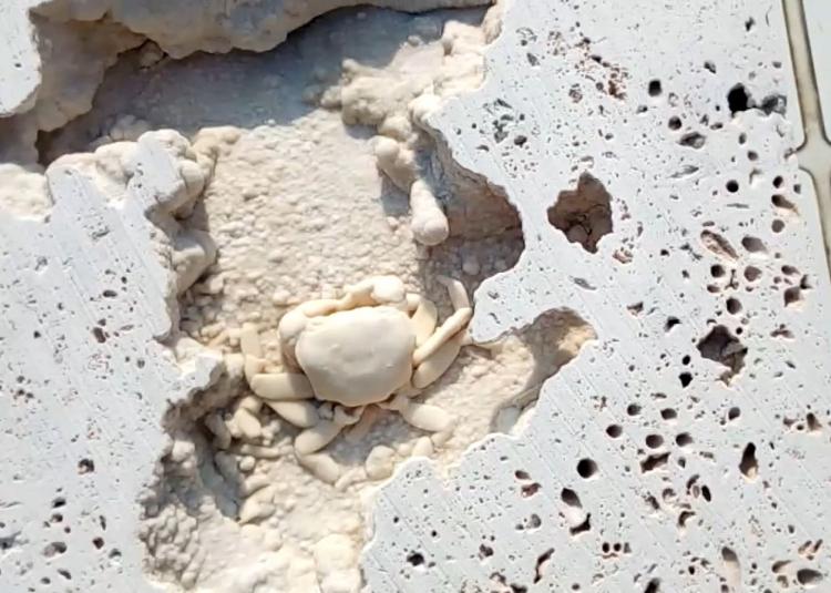 <p> topladığı fosillerden 15 tanesini de Afyon’da bulunan fosil müzesine sergilenmek üzere gönderdiğini, Denizli’de de fosillerle ilgili müze kurulması halinde koruma altına aldığı fosillerden, müzeye bağışlayabileceğini sözlerine ekledi.</p>
