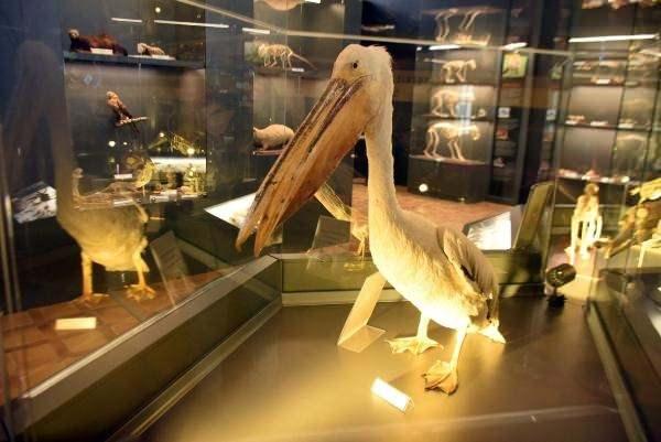 <p>Edirne'de Trakya Üniversitesi Karaağaç yerleşkesindeki 'Doğa Tarihi Müzesi'nde yarasadan yaban domuzuna, köpek balığından nesli tükenmekte olan ak pelikan ve yaban kedisine kadar 734 çeşit hayvan iskeleti ve 1923 bitki sergileniyor. </p>

