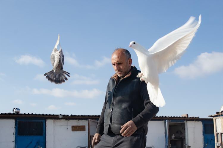 <p>Beyaz güvercin gibi bazılarının çok değerli kuşlar olduğunu söyleyen Fidanboy, "Özellikle iki, üç tanesinin maddi değerden çok manevi değeri var. Ne kadar ücret verirlerse versinler o kuşlar evladım gibi." dedi.</p>
