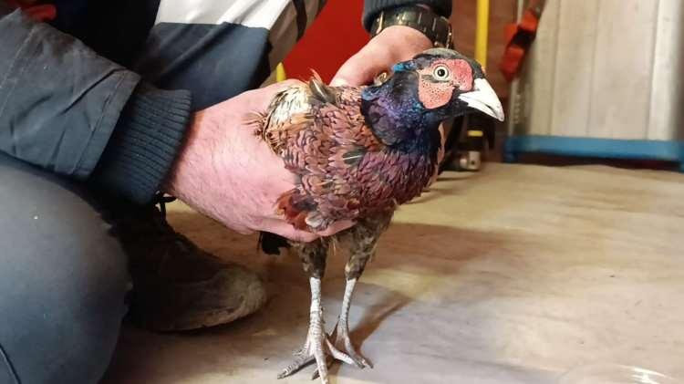 <p>Titizlikle yürüttükleri çalışma sonucu sesin anne köpek ve 2 yavrusuna ait olduğunu belirlediklerini anlatan Alioğlu, "Canlarımızı sağlıklı bir şekilde çıkardık. Dün kurtardığımız anne ve çocuğu için ne hissettiysek aynı duyguları hissettik. Bizim için her canlı önemli." dedi. Köpeklerin vücutlarında küçük çapta kırıklar tespit edildiğini dile getiren Alioğlu, veteriner tarafından köpeklerin aşılandığını, sağlık durumlarının iyi olduğunu belirtti.</p>
