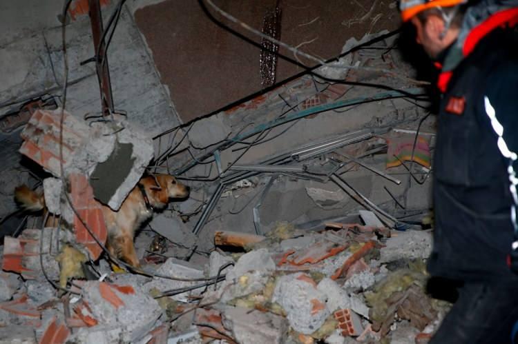 <p>Köpük'ün, depremlerde yıkılan binalarda arama kurtarma çalışmalarında 4 ayağı da enkazlardaki camlardan kesildi, bazılarına da kesiden dolayı dikiş atıldı.</p>

<p> </p>
