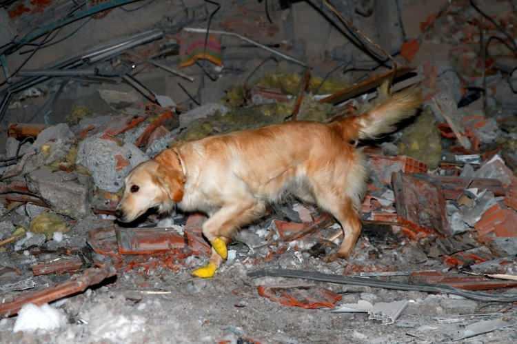 <p>Kahramanmaraş merkezli depremlerden etkilenen Malatya'da, enkaz aramalarında 4 ayağı da yaralanan ve dikiş atılan "Köpük" isimli köpek arama kurtarma çalışmalarına devam ediyor.</p>
