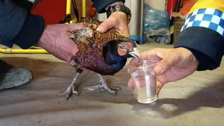 <p> "Asrın felaketi" olarak nitelenen Kahramanmaraş merkezli depremlerden etkilenen Diyarbakır'da yıkılan binaların enkazından bir köpek ve 2 yavrusu ile sülün çıkarıldı.</p>
