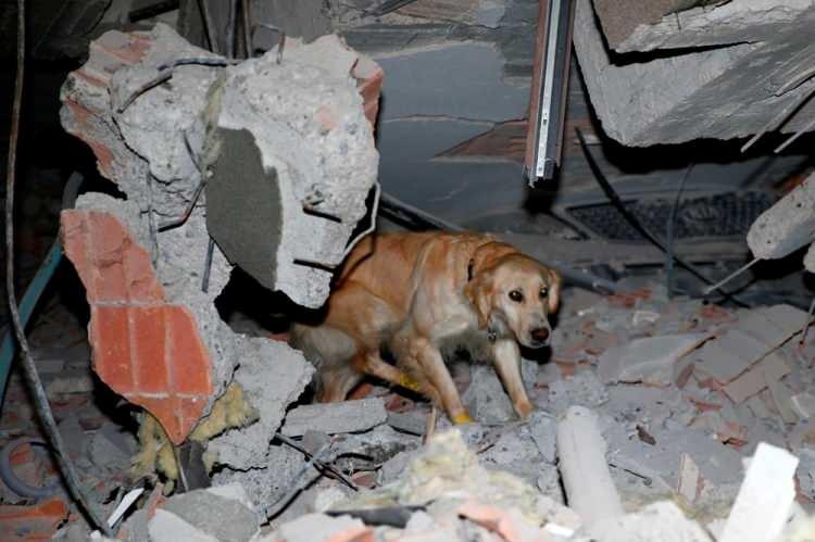 <p>Köpük'ün geldiği andan itibaren arama yaptığını anlatan Bulut, bu çalışmalar kapsamında 5 kişiye ulaştığını ve köpeğin verdiği tepki yerlerine yoğunlaştıklarını ifade etti.</p>

<p> </p>
