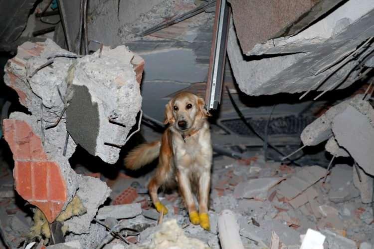 <p>"YİNE AYNI ŞEVKLE ÇALIŞIYOR"<br />
 </p>

<p>Hummalı bir çalışma sonunda AFAD, polis ve gönüllülerle yapılan çalışmalarda enkazdan çıkarılan 5 kişinin canlı olarak kurtarılmasına Köpük'ün vesile olduğunu belirten Bulut, şunları kaydetti:</p>

<p> </p>
