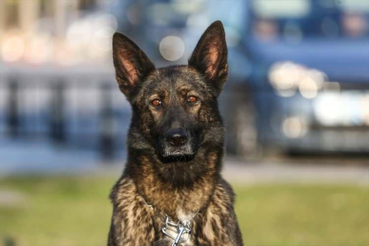 <p>Çeviklik, komut dinleme ve hedefe ulaşma konularında eğitilen köpekler, enkazda canlı bulunup bulunmadığını duyularıyla tespit ediyor.</p>

<p> </p>
