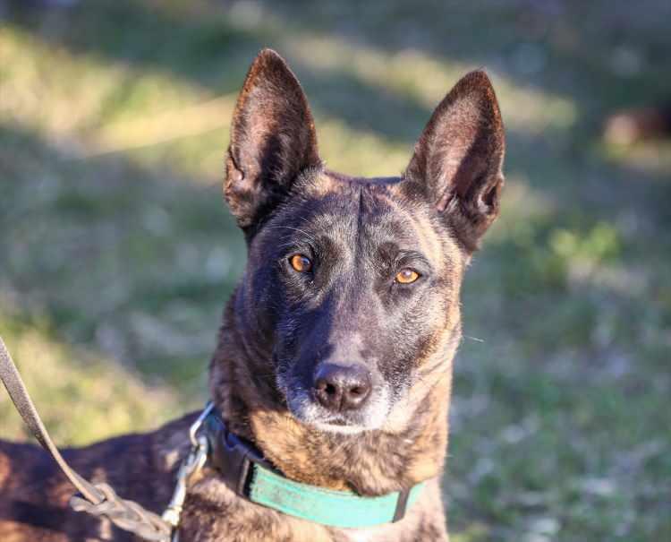 <p>Arama kurtarma ekiplerinin deprem bölgesindeki aralıksız çalışmalarında yer alan eğitimli köpekler, enkaz altında bulunanların yerinin tespiti konusunda ekiplerin en büyük yardımcısı oldu.</p>

<p> </p>
