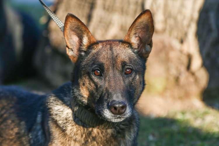 <p>Sivil toplum kuruluşları başta olmak üzere AFAD, Jandarma Özel Asayiş Komutanlığı (JÖAK), Polis Arama Kurtarma (PAK) ve itfaiyenin onlarca eğitimli köpeği depremin ilk gününden itibaren sahada yer aldı.</p>

<p> </p>
