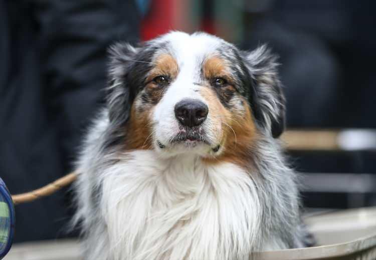 <p>Kahramanmaraş merkezli iki depremde yıkılan binaların enkazından yüzlerce kişinin sağ çıkarılmasında önemli rol alan köpeklerden bazıları görevleri sırasında yaralandı.</p>

<p> </p>
