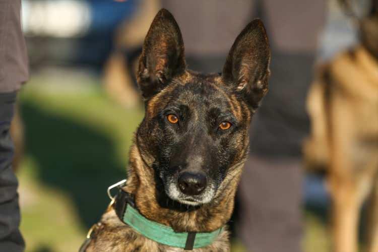 <p>Destek için Adıyaman'a gelen Meksika ekibinin köpeği "Proteo" ise çalışmalar sırasında rahatsızlanarak öldü.</p>