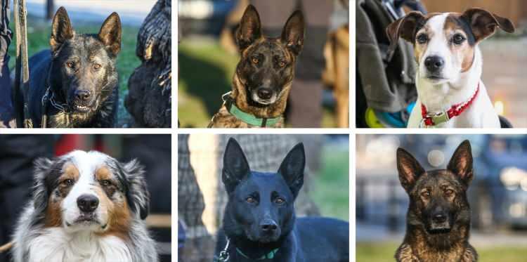 <p> "Asrın felaketi" olarak nitelenen Kahramanmaraş merkezli depremlerin ardından başlatılan arama kurtarma çalışmalarında aktif rol alan özel eğitimli köpekler, hassas burunlarıyla tespit ettikleri hayatların enkazdan sağ çıkarılmasına yardımcı oldu.</p>

<p> </p>
