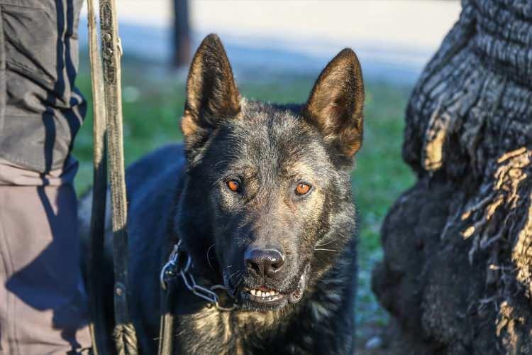 <p>Yavruyken özelliklerine göre seçilen ve iki yılda bir sınavdan geçirilerek yetkinliklerini kanıtlayan köpekler, aldıkları eğitimin ardından 10 yaşına kadar görev yapabiliyor.</p>

<p> </p>
