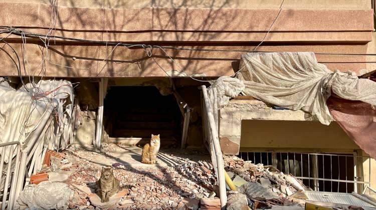 <p>İkinci katı zeminle eşitlenen bir apartmanın önünde duran iki sahipsiz kedi de objektiflere yansıdı. Kedilerin önünden ayrılmadığı apartman ve çevresinde, enkaz kaldırma çalışması yapanların dışında kimse görülmüyor.</p>
