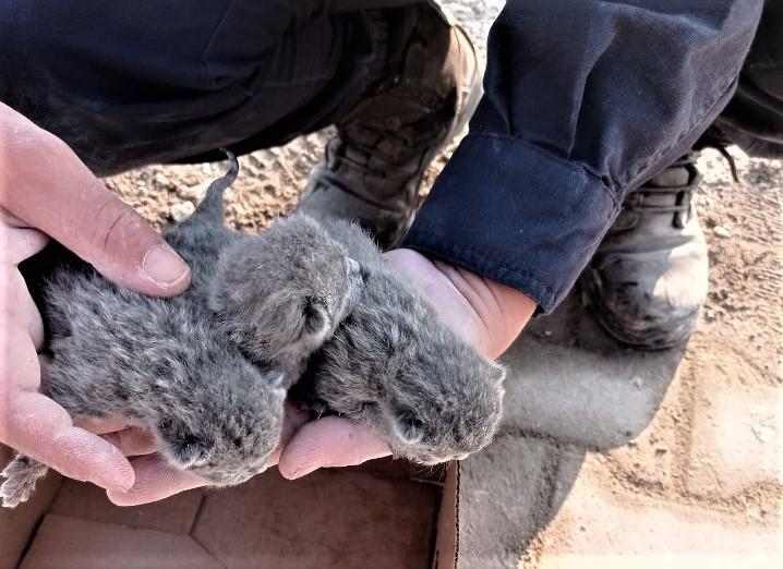 <p>Osmaniye Belediyesi Veteriner İşler Müdürlüğü ile İtfaiye Müdürlüğü ekipleri başta olmak üzere Amasya ve Antalya İl Jandarma Komutanlığı Çevre, Doğa ve Hayvanları Koruma Timi (HAYDİ) ekiplerinin desteğiyle kontrollü yıkılan binanın enkazında çalışma başlatıldı.</p>
