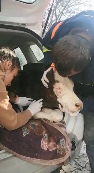 <p>Gerek bölgede bulunan sokak hayvanlarına mama ve yem desteğinde bulunan gönüllüler, enkaz altında kalan canları da kurtarma devam ediyor.</p>

<p> </p>
