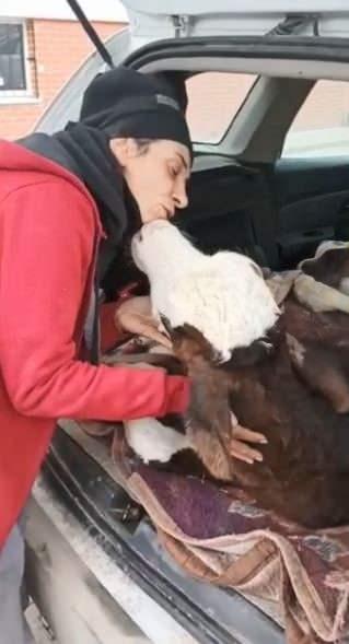 <p>Türkiye'yi 6 Şubat'ta vuran Kahramanmaraş depremlerinin ardından, Hayvanları, Doğayı, İnsanları Koruma ve Yaşatma Derneği (HAYDİKO) deprem bölgesinde bulunan sokak hayvanlarına yarım için seferber oldu.</p>
