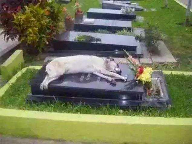 <p>Ölen sahibinin mezarında uyuyan bir köpek</p>

