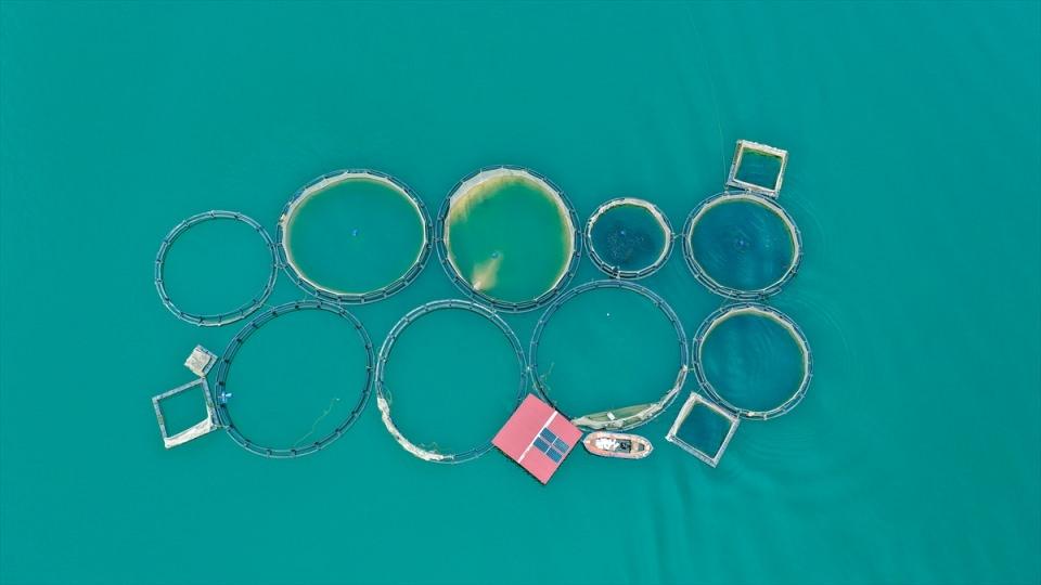 <p>B&uuml;y&uuml;kl&uuml;kleri 7,7 ve 7,6 olan Pazarcık ve Elbistan merkezli depremlerde tesisleri zarar g&ouml;ren Kahramanmaraşlı balık &uuml;reticileri yaralarını sarmak i&ccedil;in kolları sıvadı.</p>

<p>&nbsp;</p>
