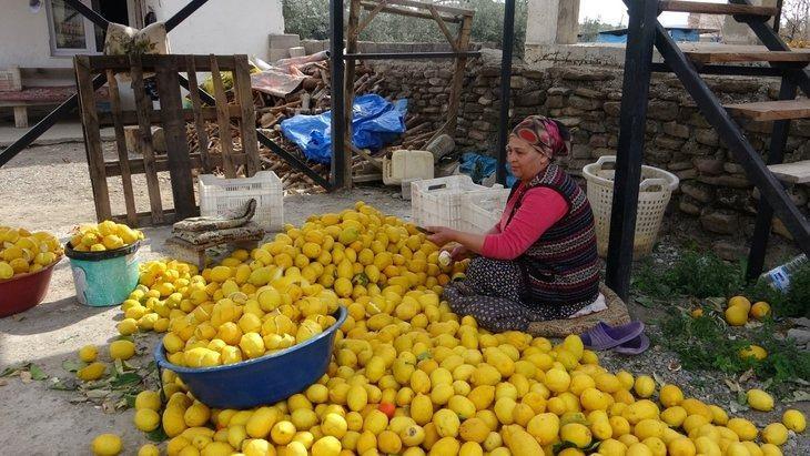 <p><strong>Karı koca olarak çalışan Güven ve Emine Mallı çifti ise, zorlu bir mesai olduğuna değinerek yapılan işin tüm mahallenin ek geliri olduğunu ifade etti. </strong></p>