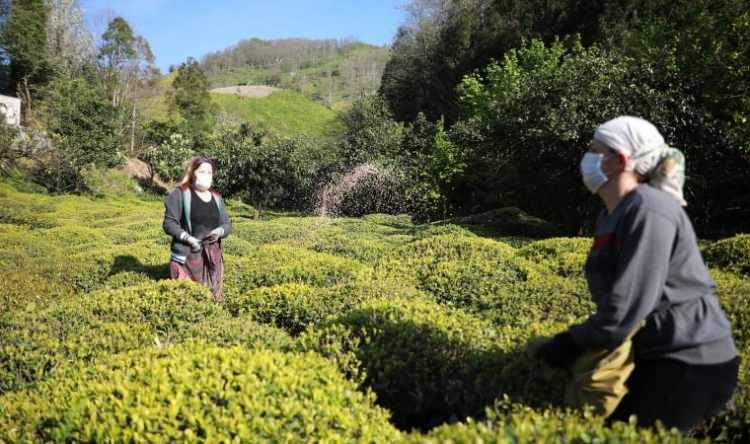 <p>Karadeniz Teknik Üniversitesi (KTÜ) Heyelan Uygulama ve Araştırma Merkezi üyesi Prof. Dr. Hakan Ersoy, Ocak ayında yaptığı açıklamada, Trabzon'da geçen hafta termometreler 4 dereceyi görürken hava sıcaklığının bugünlerde 18 dereceye kadar çıktığını, bunun da küresel iklim değişikliğinin örneklerinden olduğunu belirtti.</p>
