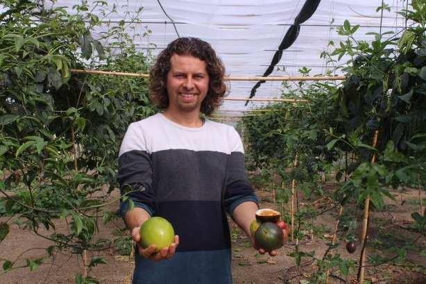 <p><strong>Passiflora meyvesinin ana vatanının yarı tropikal ve tropikal kuşak olduğunu ifade eden Aksema, "Meyveler bu yüzden Afrika ve Uzak Doğu ülkelerinden Avrupa’ya ve ülkemize getiriliyor. Özellikle Avrupa’da yaygın olarak tüketilen bir meyve ancak Afrika ve Asya ülkelerinden gönderilen meyveler yol süresi uzun olduğu için tam olgunlaşmadan hasat ediliyor, yani yolda olgunlaşmaları sağlanmaya çalışılıyor. Bu da meyvenin aromatik zenginliğini alamamasına neden oluyor. Oysa Türkiye Avrupa’ya çok yakın bir nokta. Biz dalında olgunlaştırdığımız ve aromasını kaybetmeyen meyveleri tüketiciye taze taze sunabileceğiz" dedi.</strong></p>
<p> </p>
