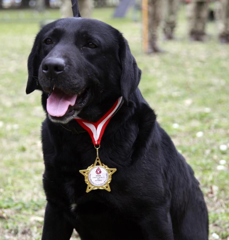 <p>&nbsp;6 aylık bir bebek, annesi vefat etmiş ama Yiğit bebek sağ olarak &ccedil;ıkarıldı. Yasa yerini tespit etti. Havlayarak tepki verdi. Orayı tırmalayarak tepki verdi. Burada bir canlı olduğunu belirttim. Arama kurtarma ekipleri o y&ouml;ne y&ouml;nlendirildi ve&nbsp; sağ olarak &ccedil;ıkarıldı 6 aylık Yiğit bebek. &lsquo;Tarif edilemez&rsquo; dedikleri o andı. &Ccedil;ok mutlu oldum sağ &ccedil;ıkarıldığını g&ouml;r&uuml;nce. Onun daha hayatın başında olması sevinci yani b&uuml;y&uuml;k bir birey olmasından ziyade k&uuml;&ccedil;&uuml;k bir birey olması, hayatın başında olması daha mutlu etti.&rdquo;</p>

<p>&nbsp;</p>
