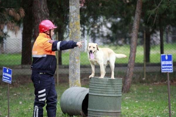 <p>Türk Silahlı Kuvvetleri'nin (TSK) eğitimli köpekleri, Bursa'daki Askeri Veteriner Okulu ve Eğitim Merkezi Komutanlığı Köpek Üretim ve Eğitim Tabur Komutanlığı'nda yetiştiriliyor. </p>
