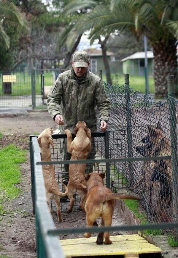 <p>Köpeklerin 3 aylıkken başlayan eğitim süreci ortalama 20 ay sürüyor. ‘Bomba arama’, ‘mayın arama’, ‘narkotik madde arama’, ‘devriye’, ‘iz takip’, ‘keşif’, ‘arama’ ve ‘ceset arama’ branşlarında eğitilen köpeklerin hangi eğitimi alacağına ise bir heyet tarafından karar veriliyor.</p>
