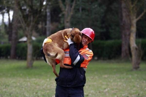 <p>Bu özellikleri sebebiyle yavru seçiminde özellikle bazı kriterlere çok dikkat ediyoruz. Yavru köpekler seçilirken özellikle ilk aradığımız husus, arama dürtülerinin kuvvetli olması, meraklı olmaları, insana, cana yakın olmaları, tabii ki çevik, cesaret, atiklik bizim için her zaman önemli tüm branşlarda. Ayrıca biz köpekler için, ‘Köpeklerin gözleri burunlarıdır’ deriz. Dolayısıyla köpeklerin koku alma özelliklerinin üst seviyede olması önem arz ediyor. Fakat arama köpekleri bu bağlamda da diğer branşlardan farklılaşıyor. Çünkü arama köpekleri sadece koku alma duyularıyla değil, aynı zamanda titreşim ve değişik frekanstaki sesleri algılama yetenekleri ile de diğer branşlara göre üstünlük sağlamaktadırlar” dedi.</p>
