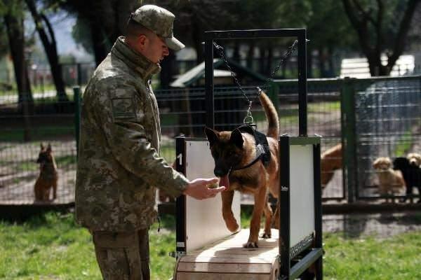 <p>Türk Silahlı Kuvvetleri bünyesinde, Askeri Veteriner Okulu ve Eğitim Merkez Komutanlığı’nda görev yapan Köpek Üretim ve Eğitim Tabur Komutanlığı’nda, 1963 yılından bu yana köpek üretim ve eğitimi yapılıyor. </p>

