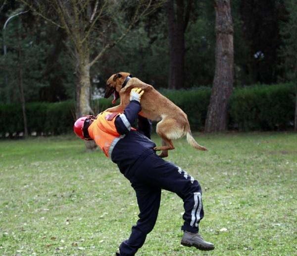 <p> Köpeklerin bu özelliklerinin tespiti için yavru köpekler farklı ortamlarda gözlemlenerek, birçok farklı teste tabi tutuluyor. </p>

<p>Bu şekilde belirlenen köpekler, zorlu eğitim sürecinin ardından eğiticisi ile tayininin çıktığı askeri birliklere giderek hem yurt içinde hem de sınır ötesinde etkin rol alıyor.</p>
