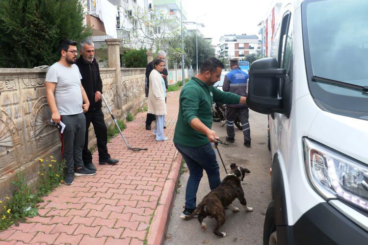 <p> Bu sırada köpeğimize saldıran pitbull, parçalayıp öldürmüş. Bunun üzerine biz de yanına gittik. Başkasına zarar vermemesi için köpeği kovalayıp, buraya kadar getirdik.</p>
