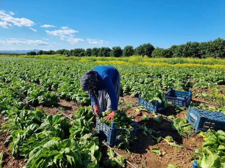 <p>Ramazan’da sofralarda salatalarda sıkça tüketilen marulun tarlada 4 TL’den satıldığını kaydeden tarım işçilerinden Mustafa Kabaklı, "30 dönüm arazide marul kesimi yapıyoruz. Marulda bu sezon kalite yüksek ama ürün fiyatı yüksek değil. </p>
