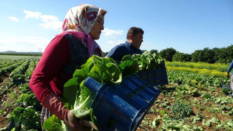 <p>Bu bahçe sahibi damlama sulama sistemi ile ürüne iyi bakmış ve verim de oldukça yüksek. Şu an tarlada 4 TL. Tarlaya göre fiyat dışarıda çok yüksek. Depremden sonra bir fırsatçılık var" dedi.</p>
