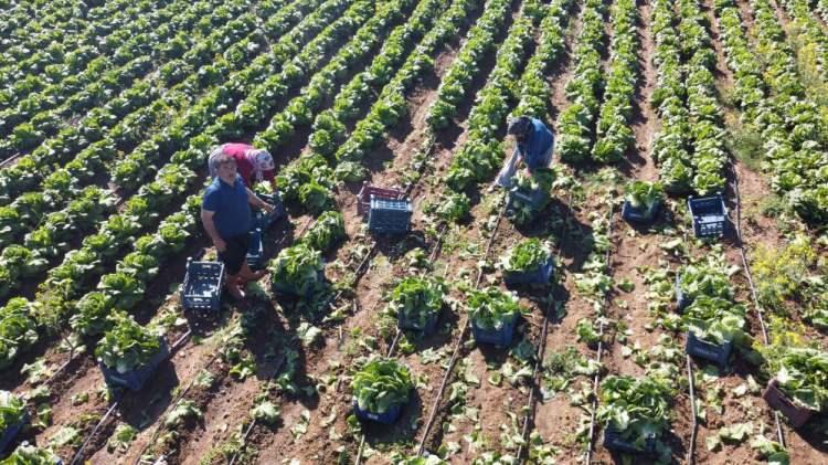 <p>Tarlada tanesi 4 TL olan marulun markette 10-15 TL arasında olduğunu belirten Kabaklı, "Ürüne iyi bakılırsa verim yüksek oluyor, bakmazsan maalesef masraf bile çıkmaz" diye konuştu.</p>
