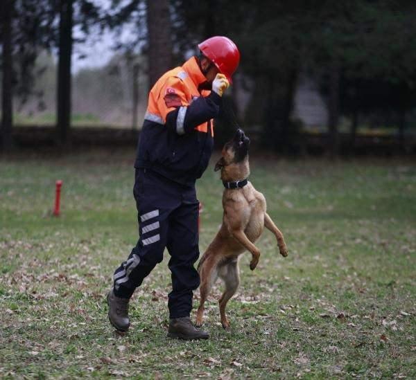<p> 'Bomba’ ve ‘narkotik madde arama’ için meraklı, araştırmacı ve oyuncaklar ile oynamayı seven, ‘devriye’ ve ‘keşif’ için saldırganlık ve koruma iç güdüsüne sahip, ‘iz takip’ ve ‘mayın arama’ köpekleri için araştırma ve odaklanma duyusu yüksek, sakin mizaçlı köpekler tercih edilirken, ‘arama’ için yükseklik korkusu ve diğer hayvanlar ile insanlara agresyonu bulunmayan, hedefe odaklanma içgüdüsü yüksek, atletik yapıdaki köpekler seçiliyor.</p>