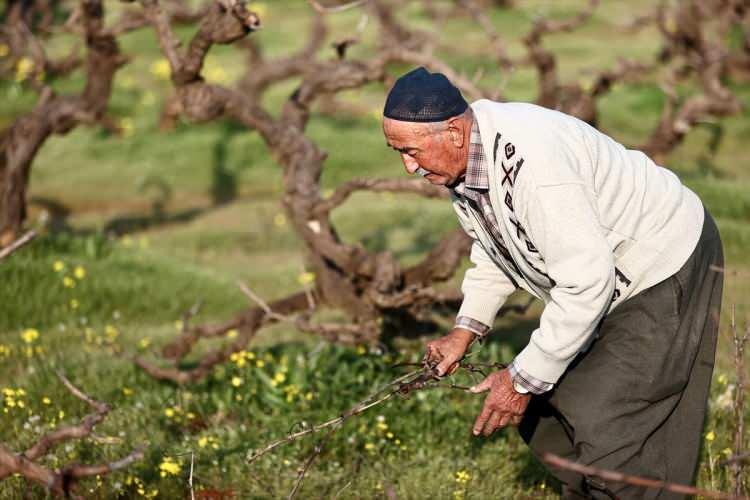 <p>Şeftali, nektari, kayısı, zeytin ve üzüm bahçelerinin yanı sıra havuç, buğday, soğan, patates, maydanoz, marul, salatalık, mısır ve pamuk tarlalarında da üretim yapan çiftçiler, hasat zamanını boş geçirmemek için hazırlıklarını yapmak üzere köylerine geri geliyor.</p>
