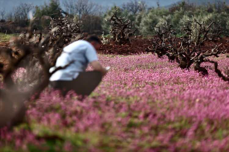 <p>"Halkımız bunun da üstesinden gelecek"</p>

<p>Hassa ilçesi kırsal Hacılar Mahallesi'nde zeytin yetiştiriciliği yapan Mehmet Karaduman, depremlerin ardından Reyhanlı ilçesindeki yakınlarının yanına gittiğini söyledi.</p>

<p> </p>
