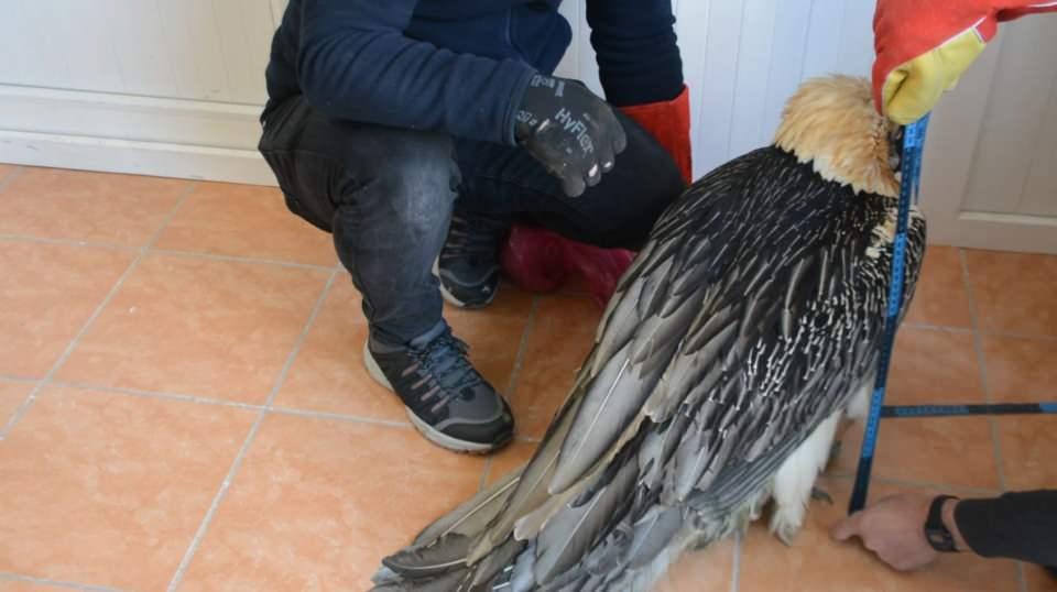 <p>Türkiye'de en nadir görülen akbaba türü olan sakallı akbaba, 10 günlük özenli tedavi sonucu sağlığına kavuştu. Sakallı akbaba, tedavisinin ardından yeniden doğal ortamına salındı.</p>
