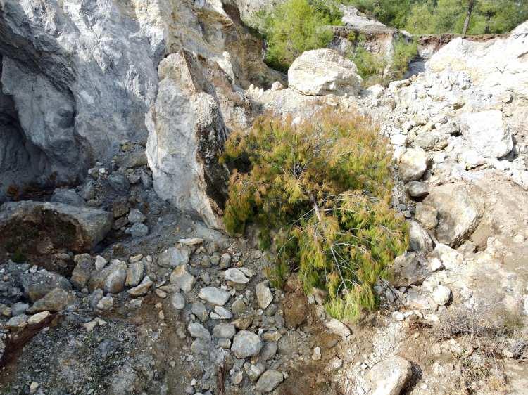 <p>Yüzey kırığının bulunduğu bölgelerde 1 ila 3 metre kot farkı oluştuğunu anlatan Bulut, şöyle konuştu:</p>
<p>"Arazilerimizin içerisinde bazı bölgelerde obruk gibi oyuklar oluştu. Tarlalarımızın yapısının bozulmasına neden oldu.</p>