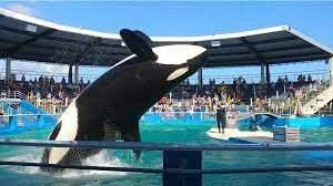 <p> Lolita’nın 18 ile 24 aylık bir zaman diliminde doğal ortamında beslenebilmesi için balık avlamanın öğretilmesi gibi bir takım beceriler kazandırılacağı ve bu süreçte doğal ortamına hazırlanacağı kaydedildi.</p>