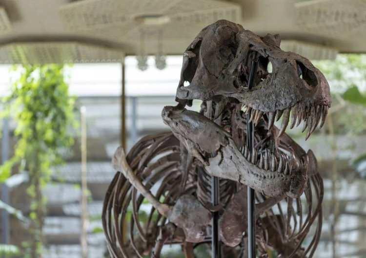 <p>Kuzey Amerika'da keşfedilen diğer iki T-Rex olan "Sue" ve "Stan", 1997 ve 2020 yıllarında satıldıklarında sırasıyla 8,4 milyon dolar ve 31,8 milyon dolara satılmışlardı.</p>